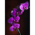 Canvas with wooden box ''Orchid''