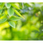 Placemat with Green Leafs theme in durable plastic 30x42cm