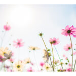 Placemat with flower colours theme in durable plastic 30x42cm